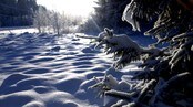 Vinter i skogen