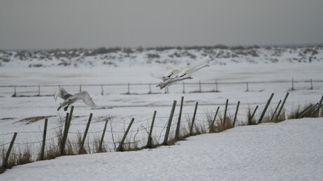 Sangsvaner på Jæren (Foto: Gunnar Morsund/NRK)