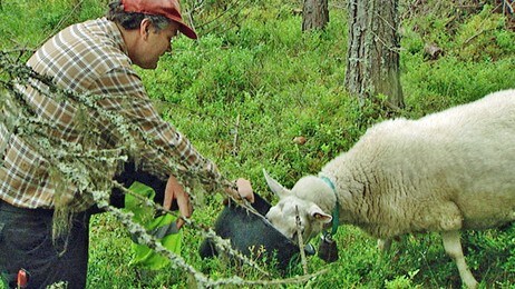 Ulf Skårholen (Foto: Bjørn Opsahl /NRK)
