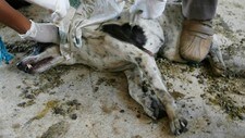 Avliver hund med rabies (Foto:Sigit Pamungkas /Scanpix/Reuters)