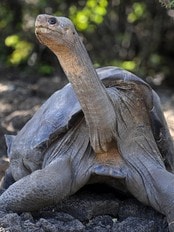 Enskomme George (Foto: RODRIGO BUENDIA/Afp) Enskomme George (Foto: RODRIGO BUENDIA/Afp)