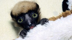 Lemurbaby (Foto: F-G. GRANDIN/AFP) Lemurbaby (Foto: F-G. GRANDIN/AFP)