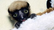 Lemurbaby