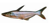 Pangasius