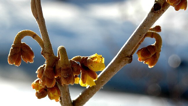 Trollhassel (Foto: Bjørn Moe, Arboretet og Botanisk hage)