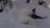 Tiur i dokk - Kandidat 5, årests seevideo 2012. Tiur i dokk