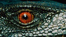 Varanus mabitang (Foto: IUCN, Tim Laman/Scanpix/AP)