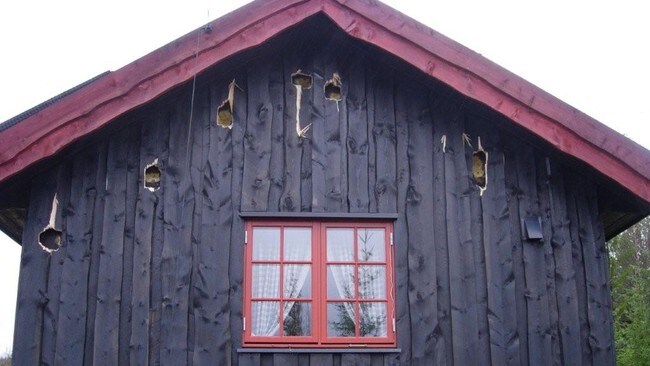 Hakkespett gikk løs på hytte (Foto: Privat)