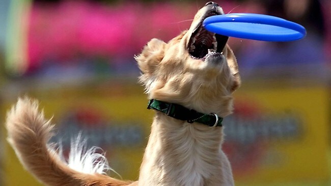 Hund i lek (Foto: SHIZUO KAMBAYASHI/AP) Hund i lek (Foto: SHIZUO KAMBAYASHI/AP)