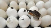 Krokodille-egg