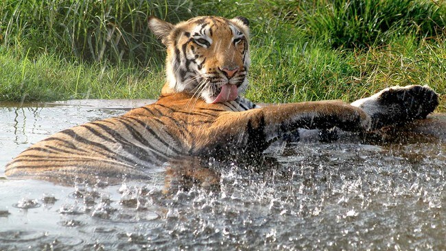 Bengalsk tiger (Foto: PRAKASH HATVALNE/Ap) Bengalsk tiger (Foto: PRAKASH HATVALNE/Ap)