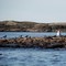 Tjelden er komen til Fjørtoft
Tjelden er komen til Fjørtoft