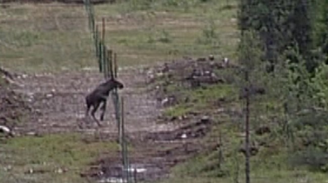 Elget over gjerde (Foto: Frode Meskau/NRK)