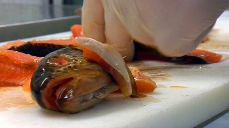 Rakfisk (Foto: Line Oftedal Pedersen/NRK) Rakfisk (Foto: Line Oftedal Pedersen/NRK)