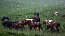 Haglvær i juli (Foto: Vidar Bergva)