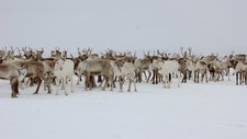 Reinflokk (Foto: Máijá Holm Balto/NRK)