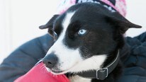 Thomas Wærner hund (Foto: Knut-Sverre Horn)