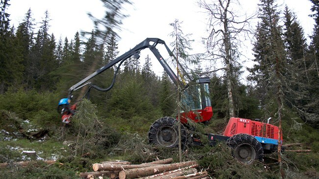 Hogst (Foto: Trond Berg/NRK) Hogst (Foto: Trond Berg/NRK)