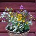 Blomsterbukett på Øversaga