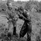 1964: Dette bildet sørget for Horst Faas' første pulitzer-pris. En sørvietnamesisk soldat bruker enden av en dolk til å slå en bonde for å angivelig ha gitt sørvietnameserne feil informasjon om hvor Vietcong-geriljaen befinner seg. 