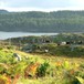 Villsau på Lyngheisenteret