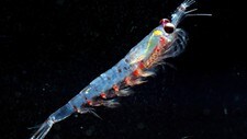 Krill (Foto: Benjamin Saenz/Scanpix/AP) Krill (Foto: Benjamin Saenz/Scanpix/AP)