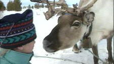 Sørsamen Mattis sammen med et reinsdyr