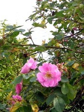 Hurdalsrosen har en ny vår i september (Foto: Odveig Stavnes) Hurdalsrosen har en ny vår i september (Foto: Odveig Stavnes)