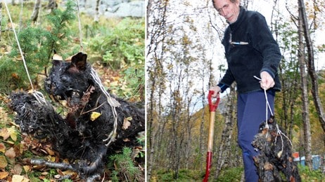 Døde katter (Foto: Sigurd Steinum/NRK)