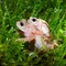 Disse «Kihansi spray toads» tilhører en paddeart som nå er utryddet i naturen. For noen år siden levde 17 000 av dem i et avgrenset område i Tanzania. Disse «Kihansi spray toads» tilhører en paddeart som nå er utryddet i naturen. For noen år siden levde 17 000 av dem i et avgrenset område i Tanzania.