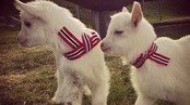 publikumsbilde 17. mai