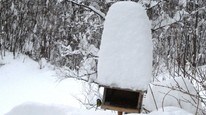 Kjøttmeis med snø på taket (Foto: Sven AaKE Hagen) Kjøttmeis med snø på taket (Foto: Sven AaKE Hagen)