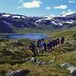Turfølge i Grøndalen, på vei fra Hallingskeid, over Vossaskavlen og til Kaldevass