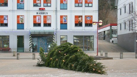 felte julegrana (Foto: Andy Syvertsen Kvina fotosenter/NRK) felte julegrana (Foto: Andy Syvertsen Kvina fotosenter/NRK)