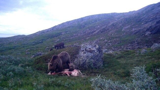 Bjørnebinne med tre ungar, Lierne (Foto: Arne Otto Sandmo) Bjørnebinne med tre ungar, Lierne (Foto: Arne Otto Sandmo)