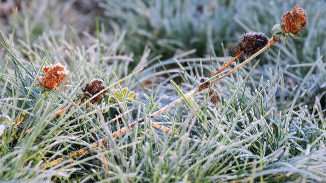 Frozen Flowers (Foto: vicspacewalker) Frozen Flowers (Foto: vicspacewalker)