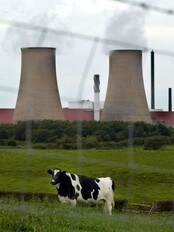 Ei ku på jordet like utanfor Sellafield-kraftverket (Foto: ODD ANDERSEN/AFP) Ei ku på jordet like utanfor Sellafield-kraftverket (Foto: ODD ANDERSEN/AFP)