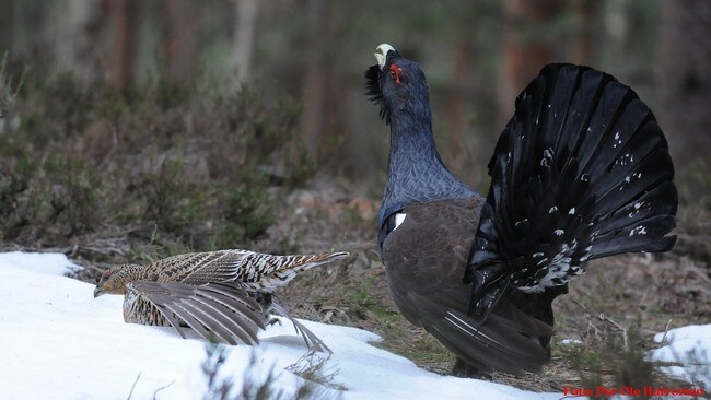 Tiurleik (Foto: Per Ole Halvorsen)