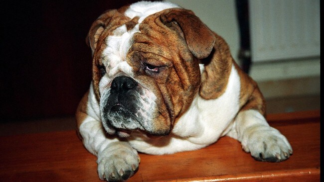 Bulldog (Colourbox) Bulldog (Colourbox)
