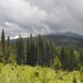 Skogsområde i Trysil