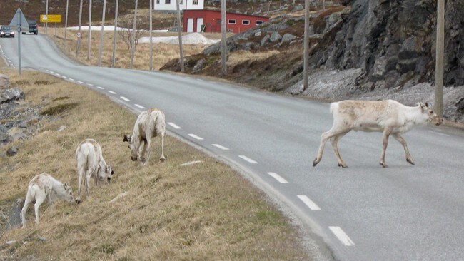 Fálá bohccot (Foto: Piera Balto/NRK) Fálá bohccot (Foto: Piera Balto/NRK)