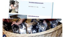 Katter og Finn.no (Foto: Ill.foto:/Scanpix) Katter og Finn.no (Foto: Ill.foto:/Scanpix)