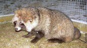 Mårhund