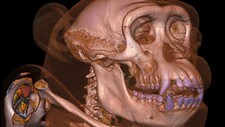 3D-kroppen (Foto: Anders Persson/Center for Medical Image Science and Visualization)
