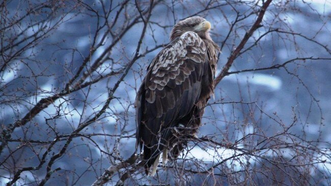Havørna prøver å holde varmen. (Foto: Bård Olsen)