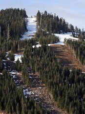 Snøfattig i Cypress Mountain (Foto: Mark Ralston/Scanpix/AFP) Snøfattig i Cypress Mountain (Foto: Mark Ralston/Scanpix/AFP)