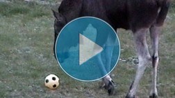 Fotball-elgen Fotball-elgen