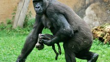 Gorilla-mamma Gana sørger over sin døde baby.  (Foto: Frank Augstein/AP)
