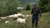 Bønder i Rindal fryktar ulven - Bønder i Rindal fryktrr for dyrene sine etter at det i går kveld skal ha blitt sett ulv også der.

