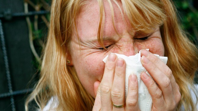 Bjørkepollen